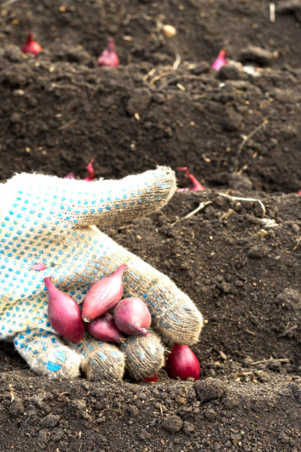 secret to planting onion sets