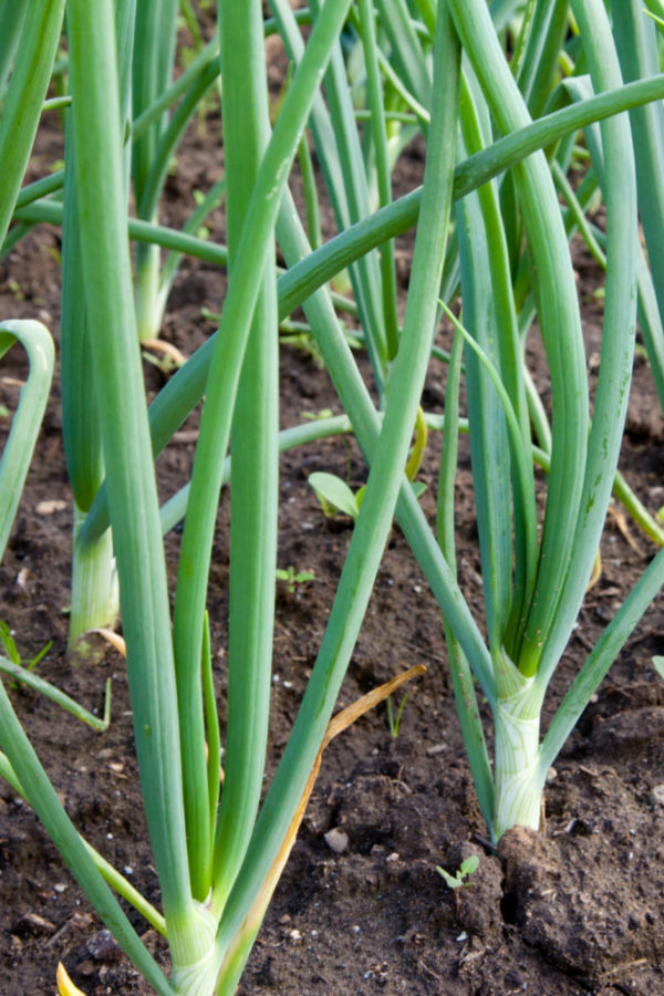 Spring onions from sets