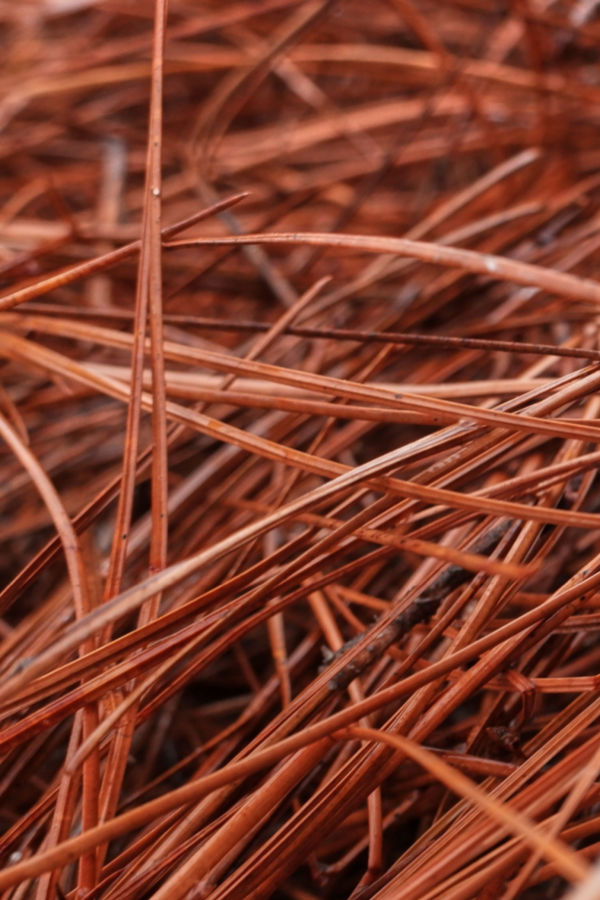 pine needles as mulch