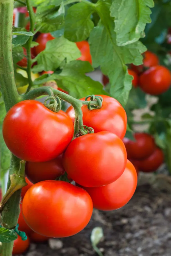 rotating your tomato plants