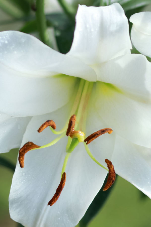 Trumpet flowers of the Easter lily