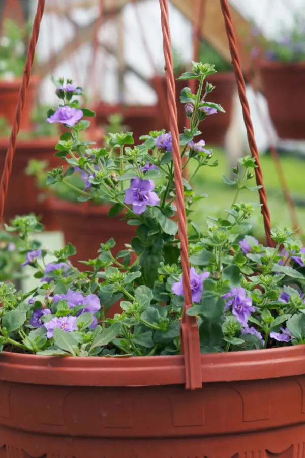 hanging baskets from seed