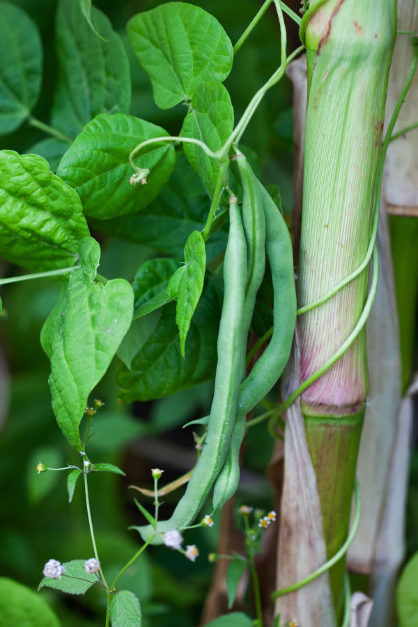 beans and corn - companion plants