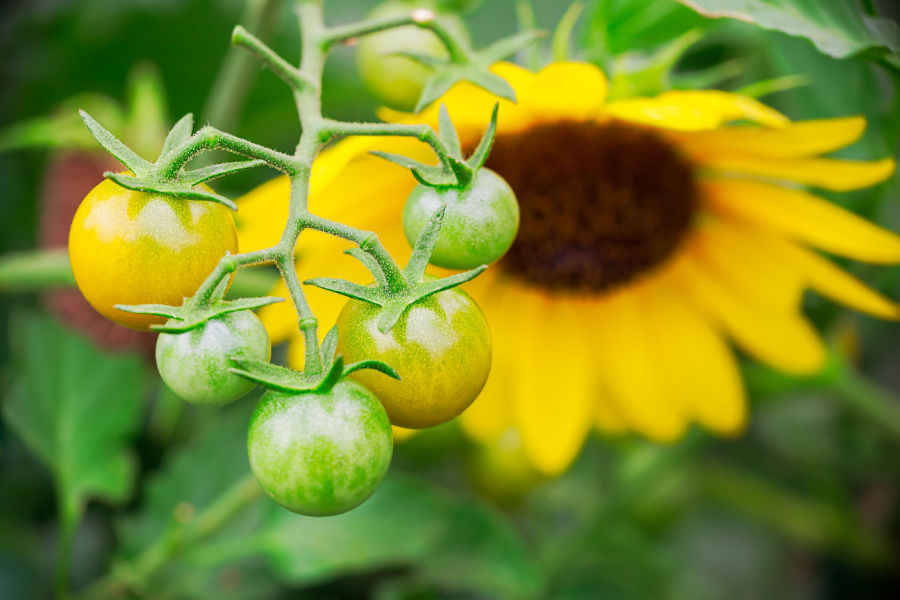 sunflowers and tomatoes