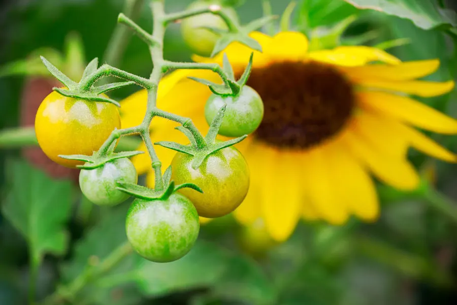 sunflowers and tomatoes