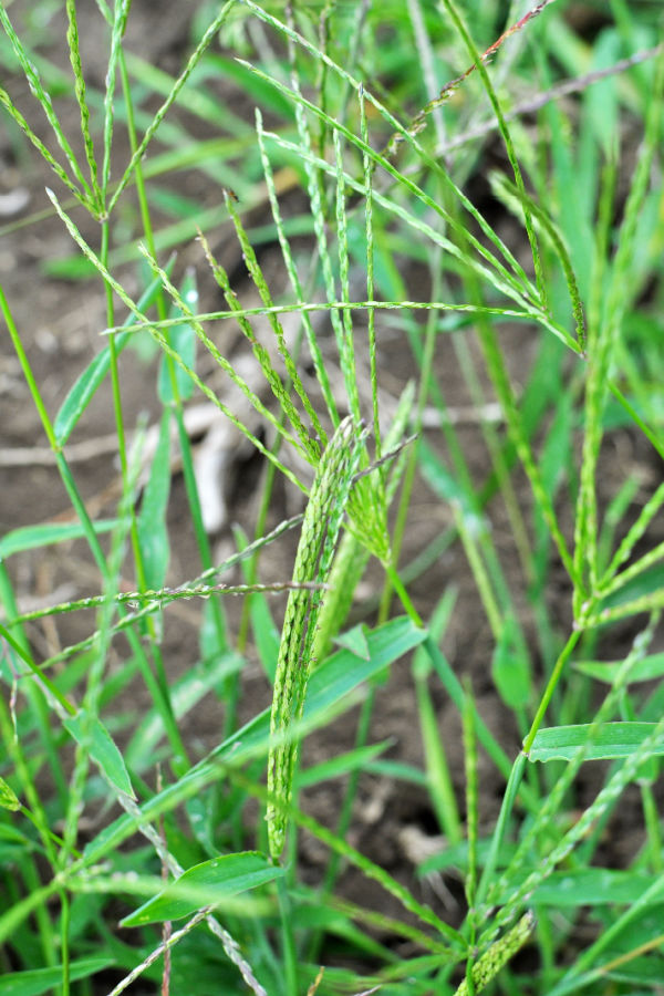 crabgrass seeds