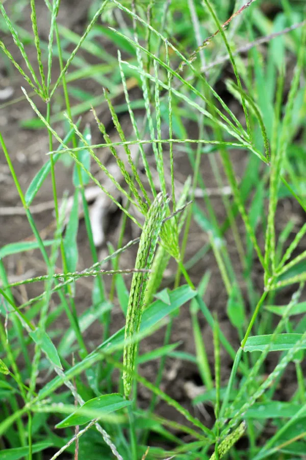 can you kill crabgrass