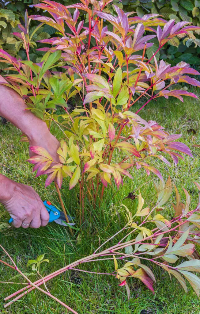 cutting back peonies