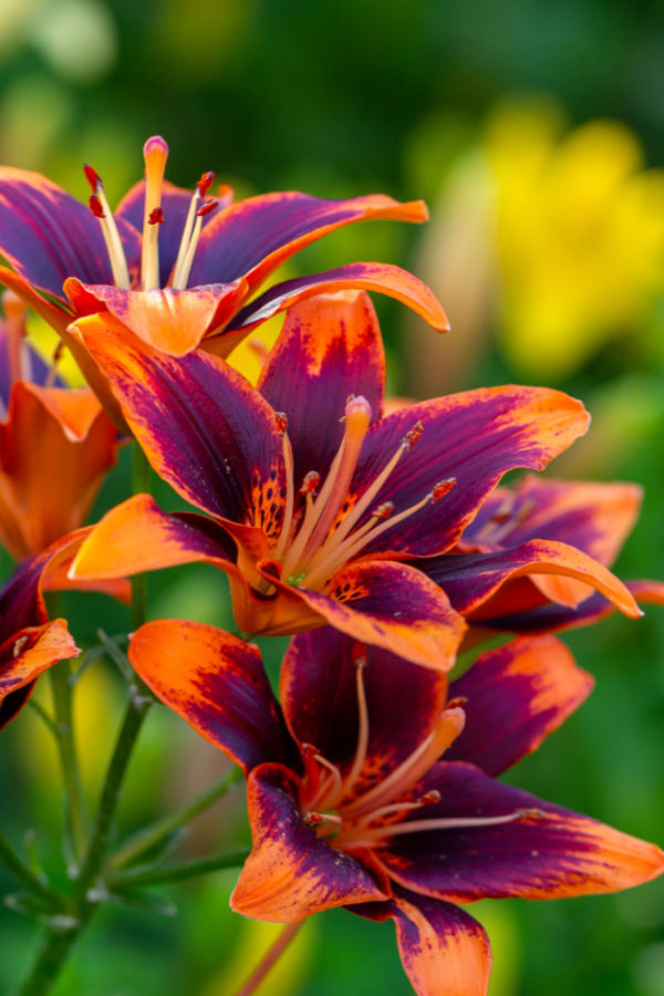 how to split and divide daylilies
