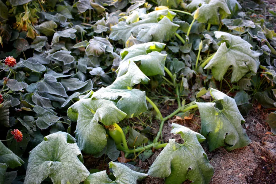 frost killing vegetables