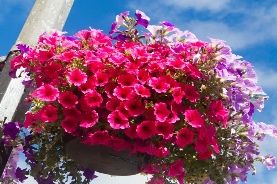 hanging flowers