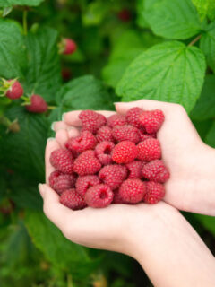 how to plant and grow raspberries