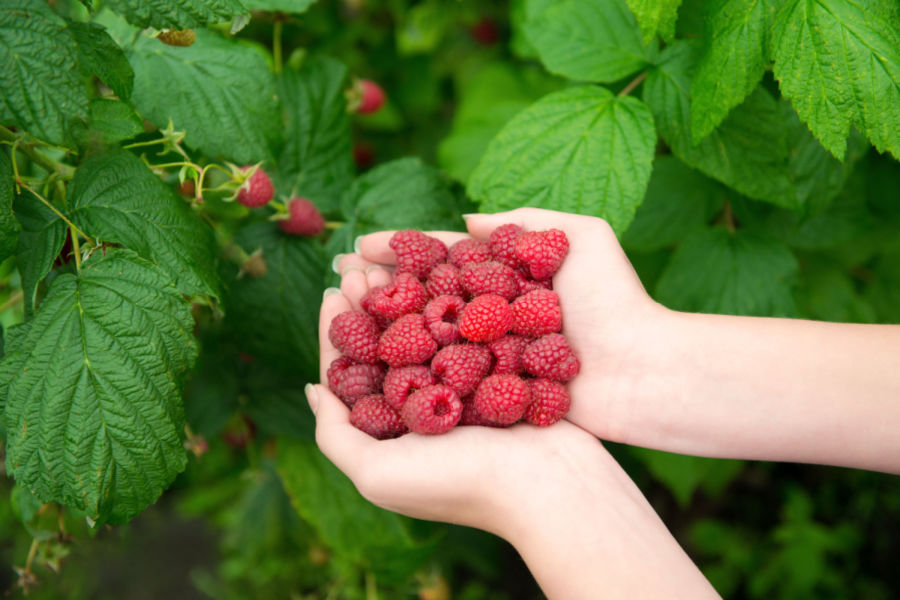 how to plant and grow raspberries