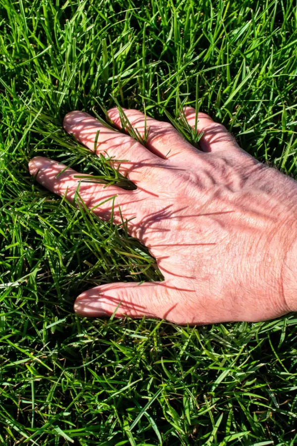 kill crabgrass without chemicals