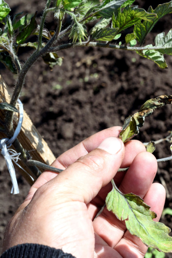 wind damaged tomato plant - why hardening off matters