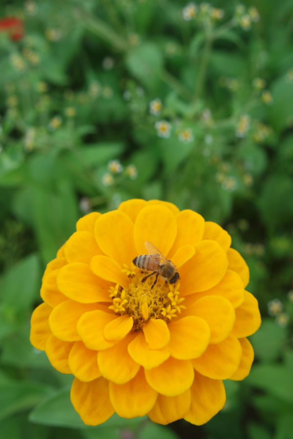 zinnia bloom attracting bees