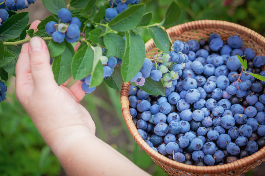 when and how to fertilize blueberry bushes