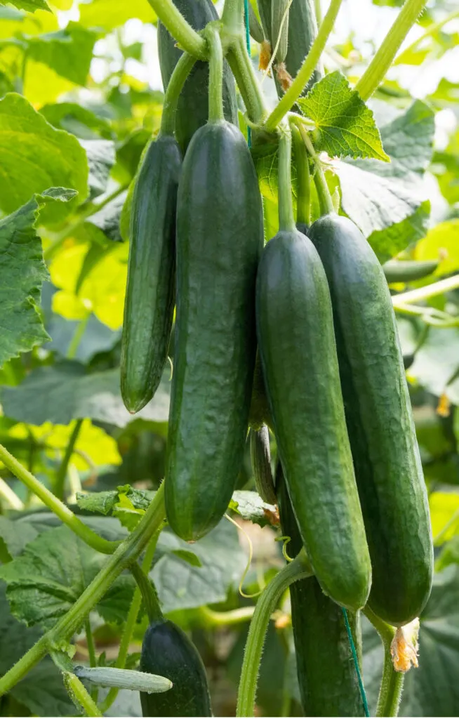 cucumber plants