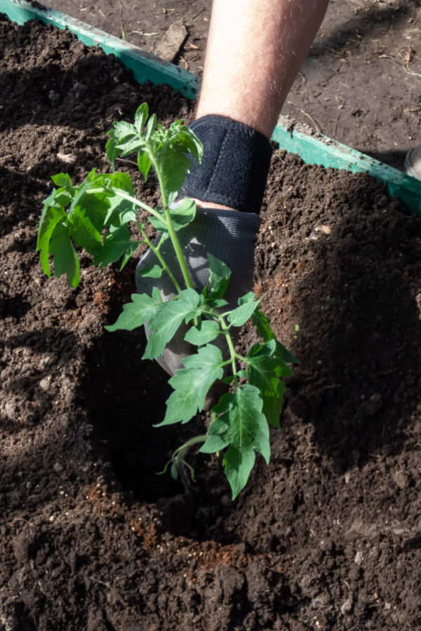 what to put in your tomato planting hole