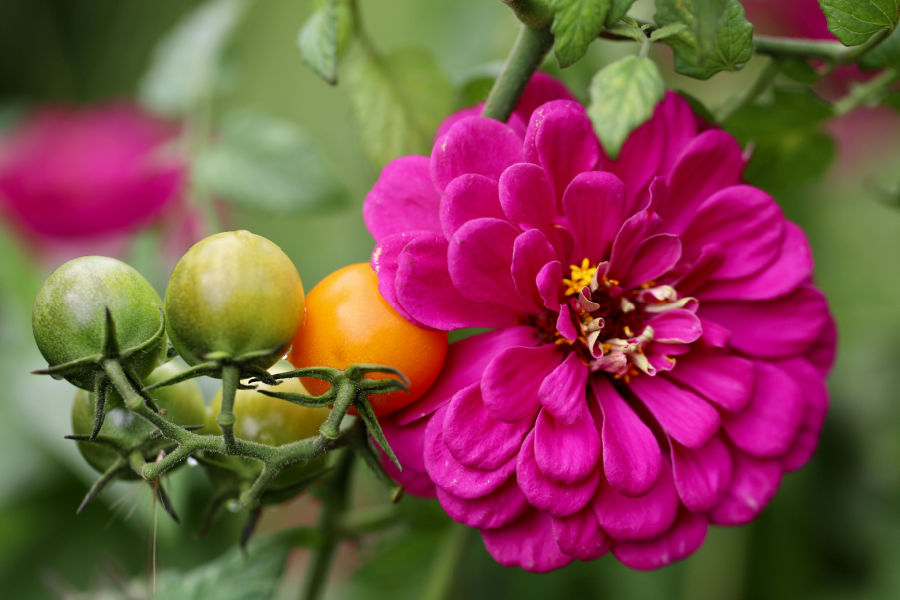 Why To Plant Zinnias In A Vegetable Garden Help Your Garden!