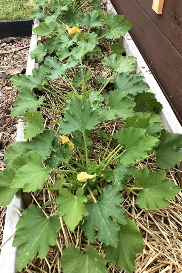 zucchini growing strong