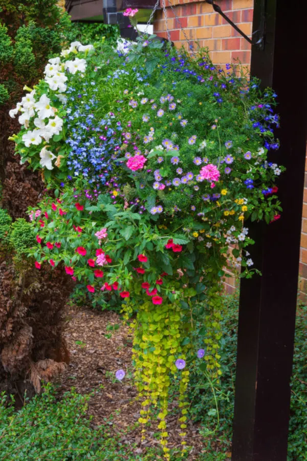 types of hanging flowers