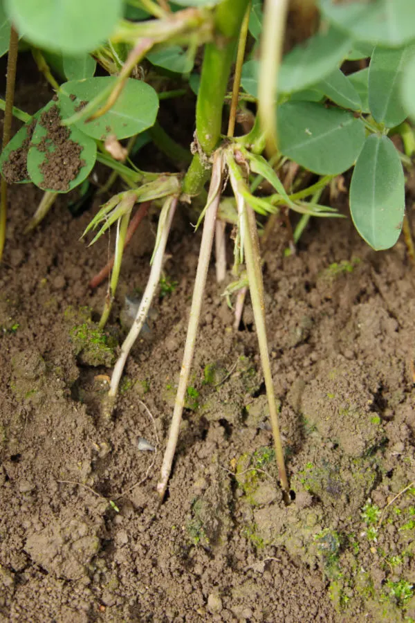 peanut plants