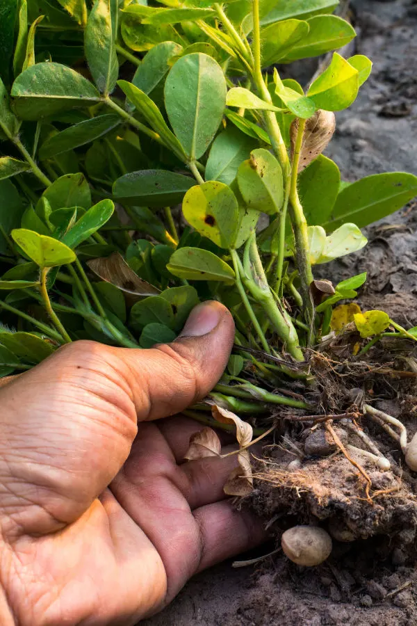 peanut plant life cycle