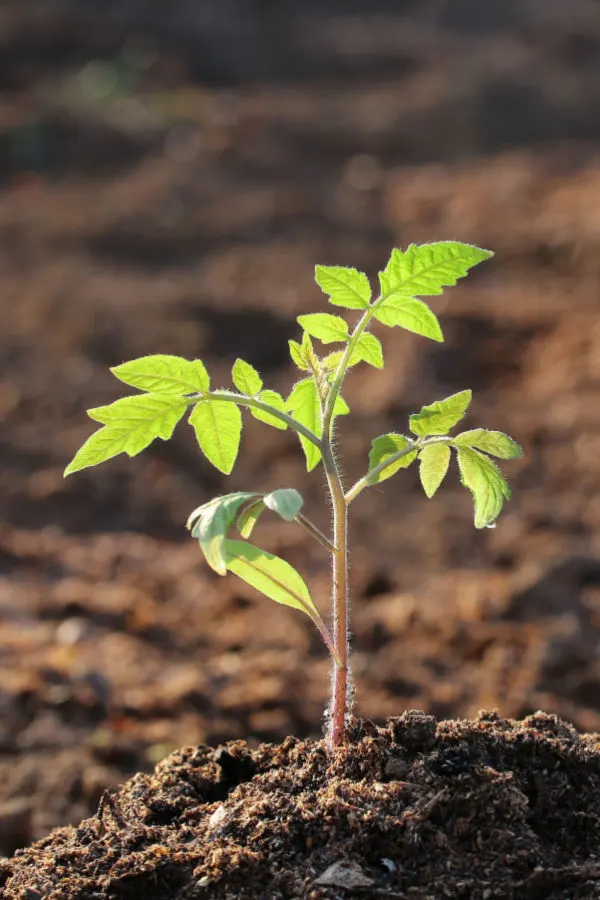 tomato seedlings