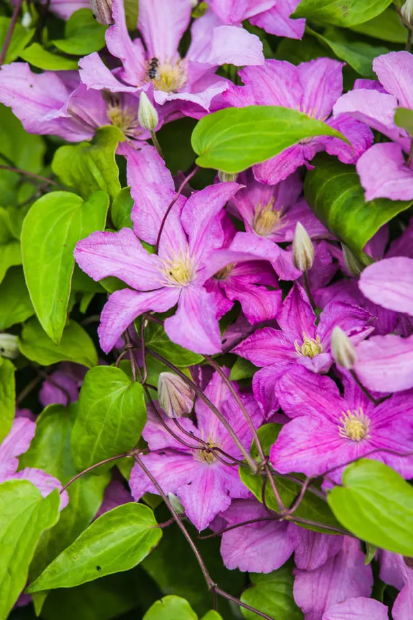 clematis blooms fading