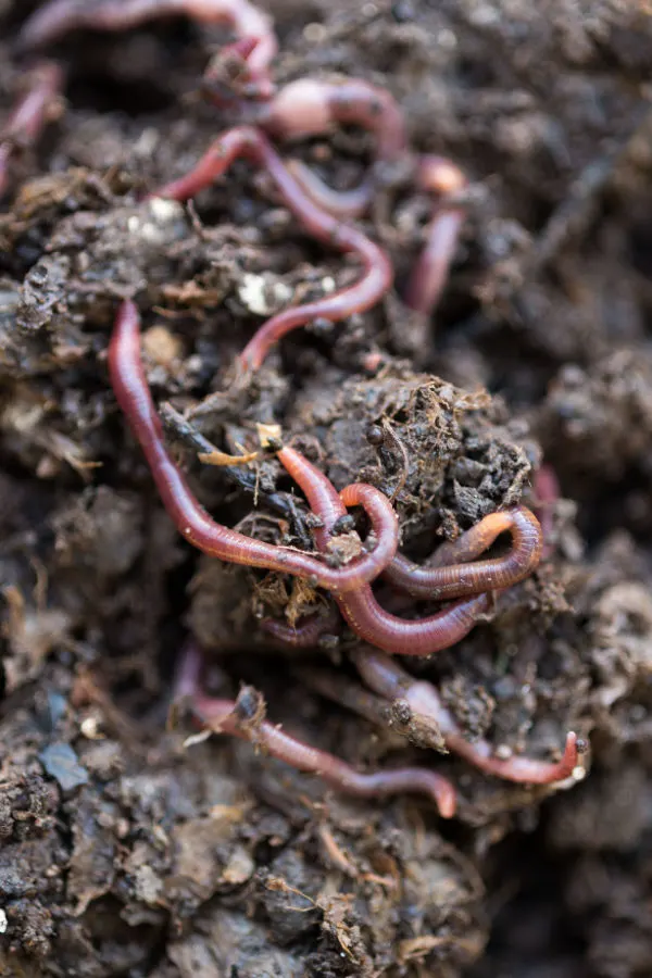 earthworms - using cardboard to stop weeds in flowerbeds