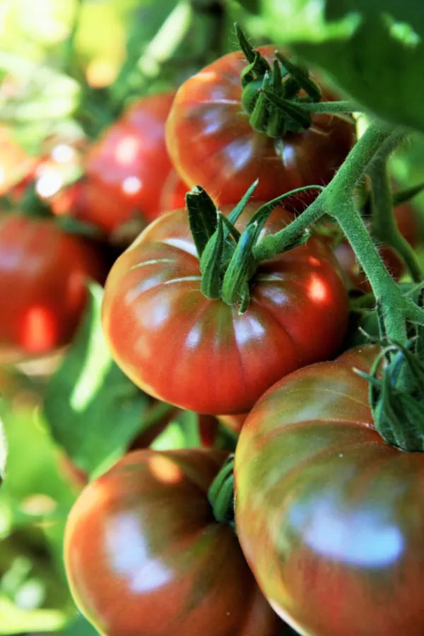 The Copper-Wire Tomato Trick 