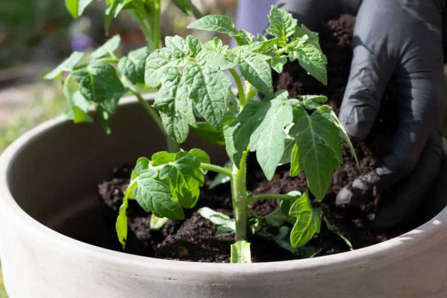 Growing tomatoes in a grow bag - Mud & Bloom