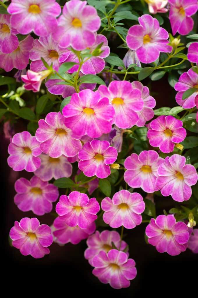 fertilizing petunias - how to keep petunias blooming big