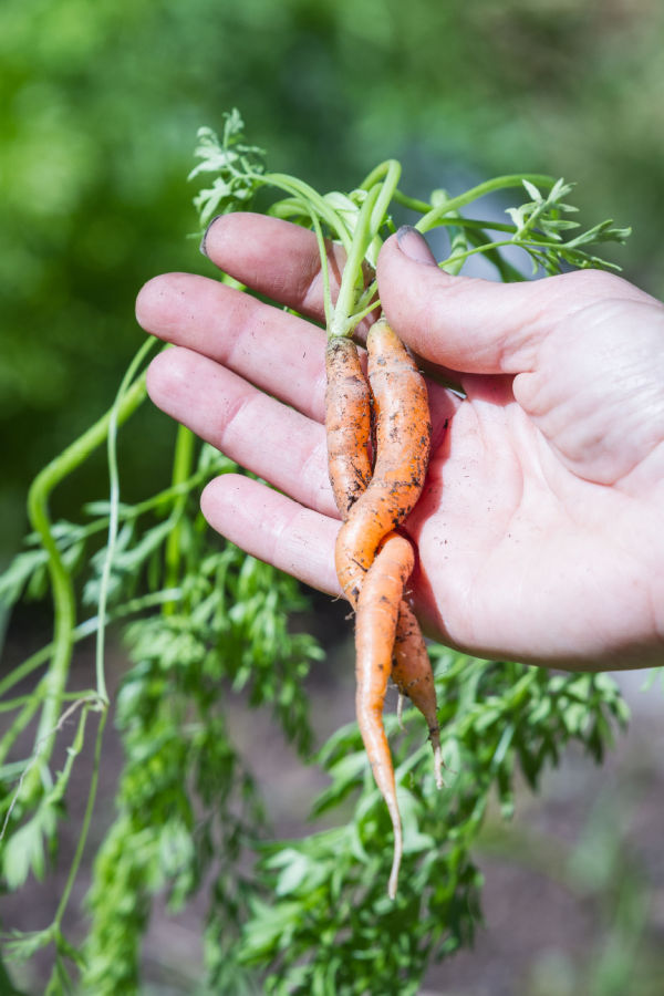 thinning seedlings - carrots
