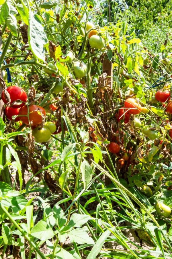 The Copper-Wire Tomato Trick 