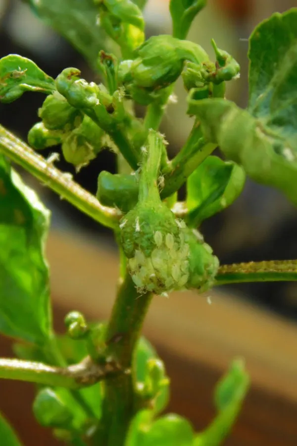 aphids on pepper plants