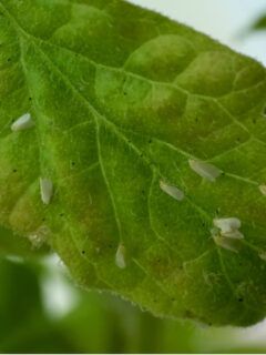whiteflies on tomato plant