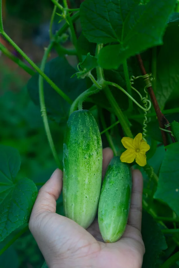 replanting cucumbers in the summer