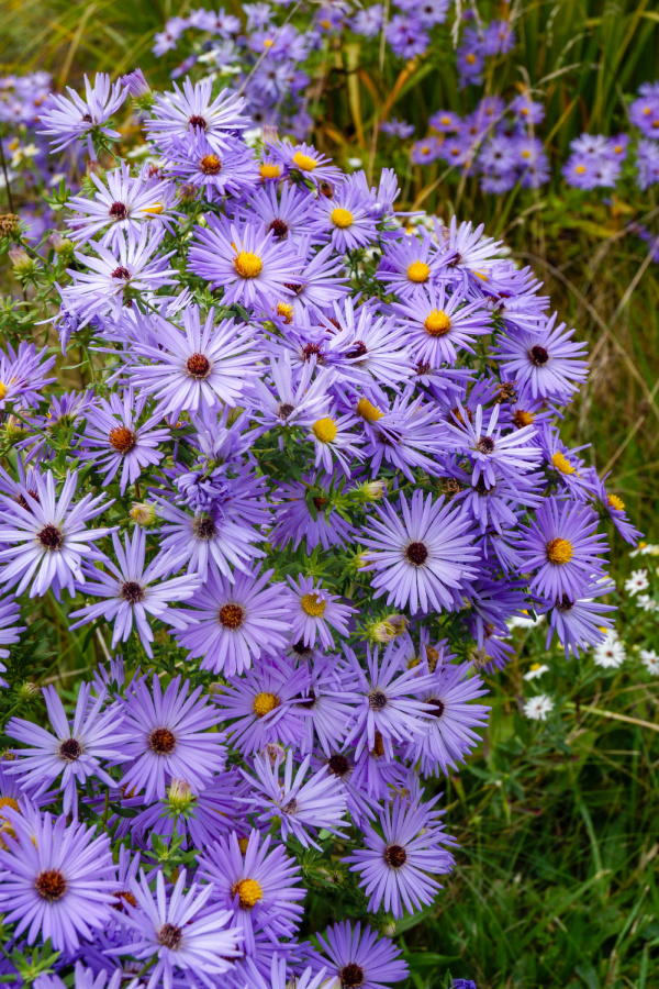 best blooming fall perennials - asters