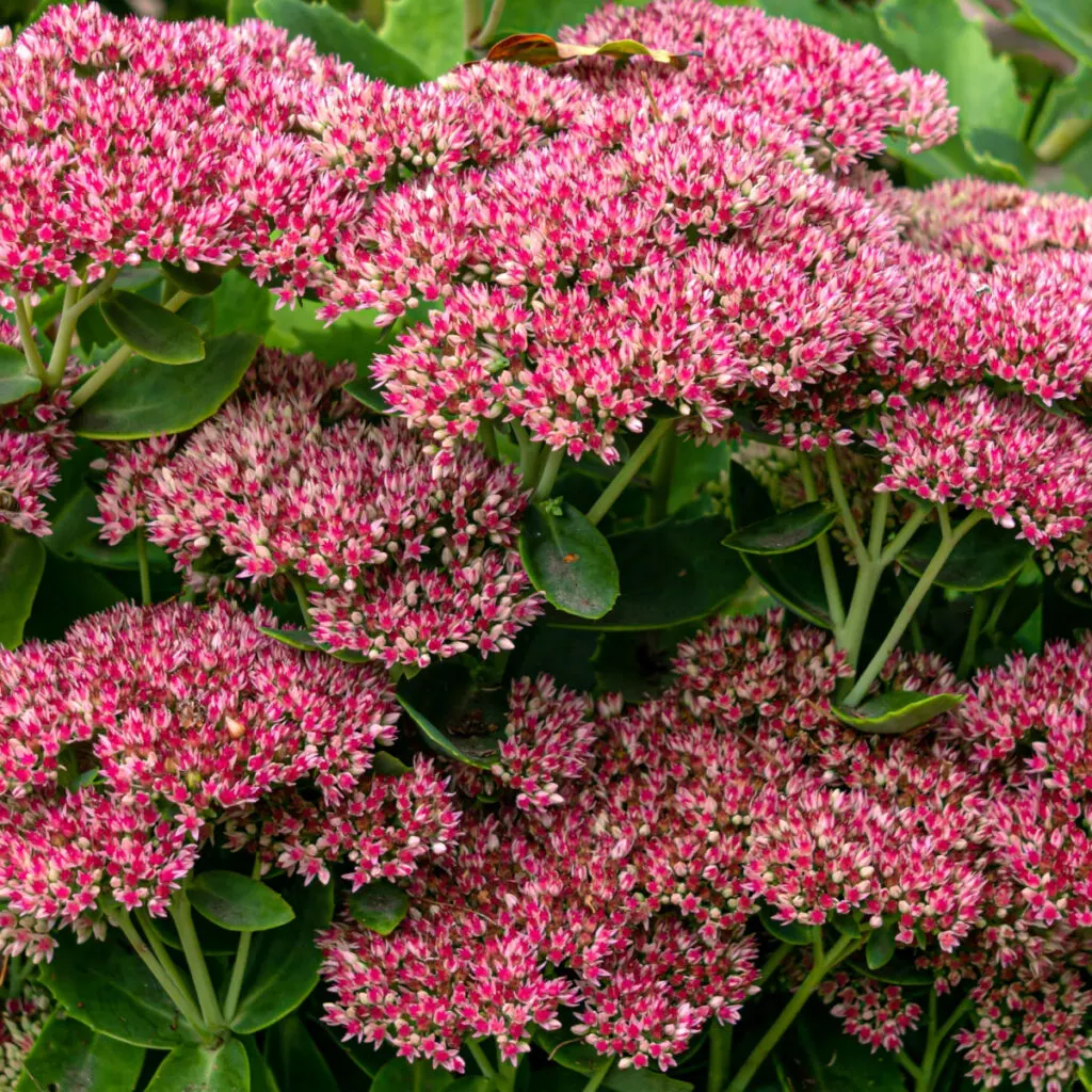 best fall blooming perennials