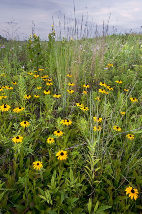 what to do with black eyed Susan after they bloom
