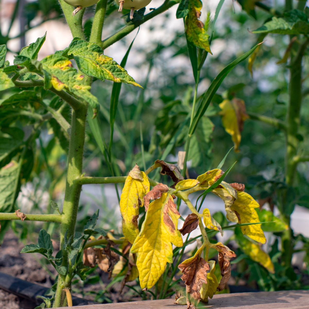 Tomato Leaves Turning Brown Archives This Is My Garden