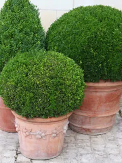 Potted boxwood evergreen trees in different shapes
