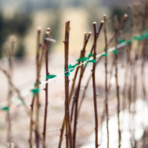 How To Prepare Blackberry And Raspberry Plants For Winter