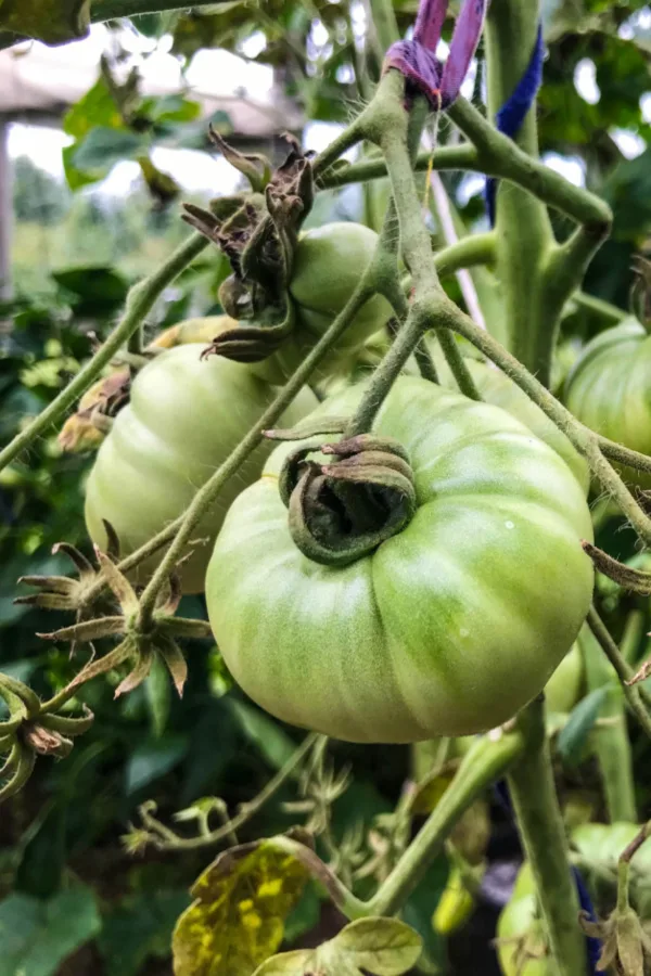 late season green tomatoes to ripen