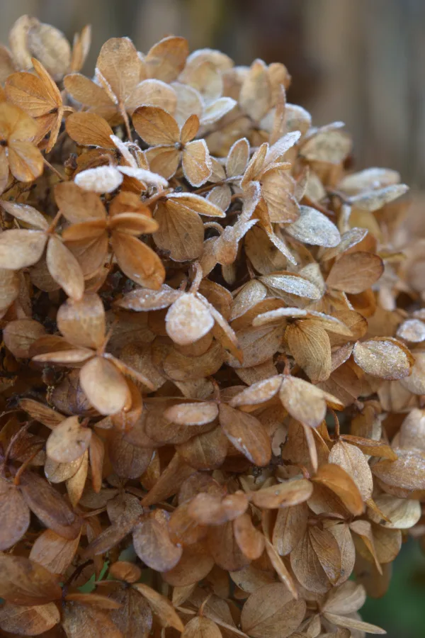 what to do with hydrangeas in the fall