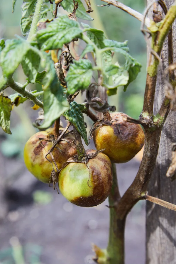 fall in a vegetable garden