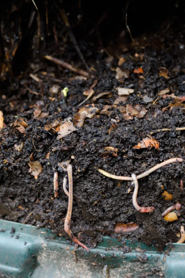 compost bin working