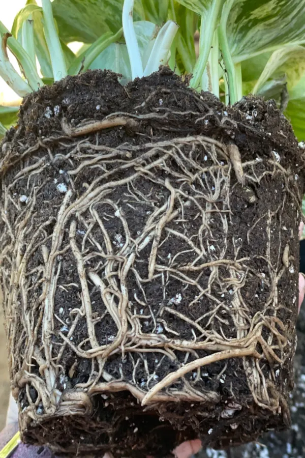 saving potting soil